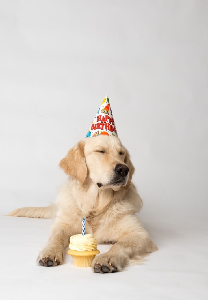 July Pet Birthdays and Summer Celebrations: A Safety Guide for Parties